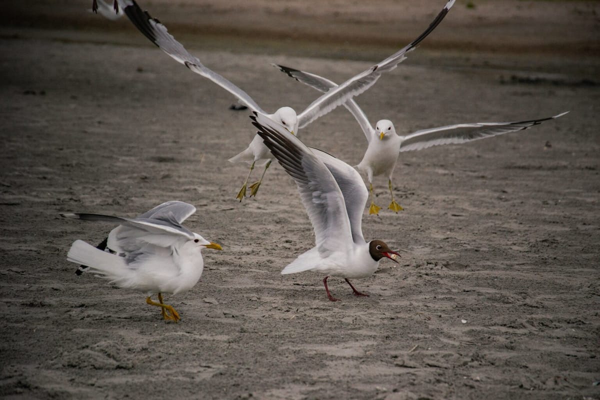 Dịch cúm gia cầm H5N1 tại Louisiana và tình hình sức khỏe người bệnh