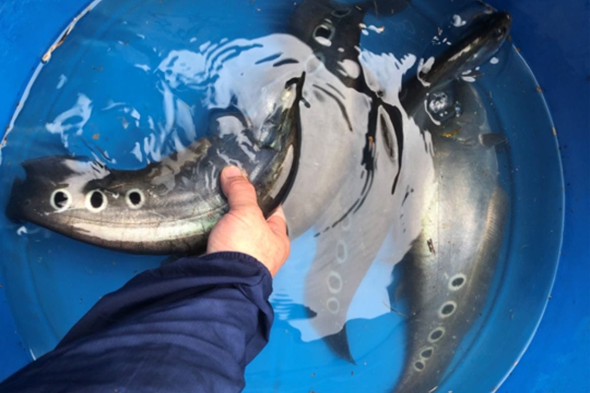 Công nghệ bám dính dưới nước của Remora và ứng dụng trong sản phẩm mới