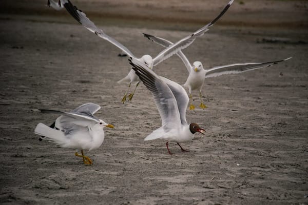 Người dân Louisiana nguy kịch vì cúm gia cầm H5N1.
