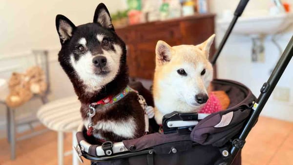 Chó Shiba Inu mới của chủ meme Doge gây sốt, ra mắt đồng tiền Cocoro!
