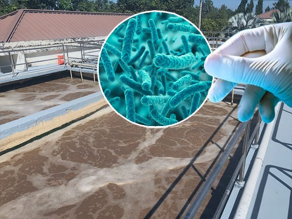 Vi khuẩn biến đổi gen: Giải pháp xử lý chất thải công nghiệp!
